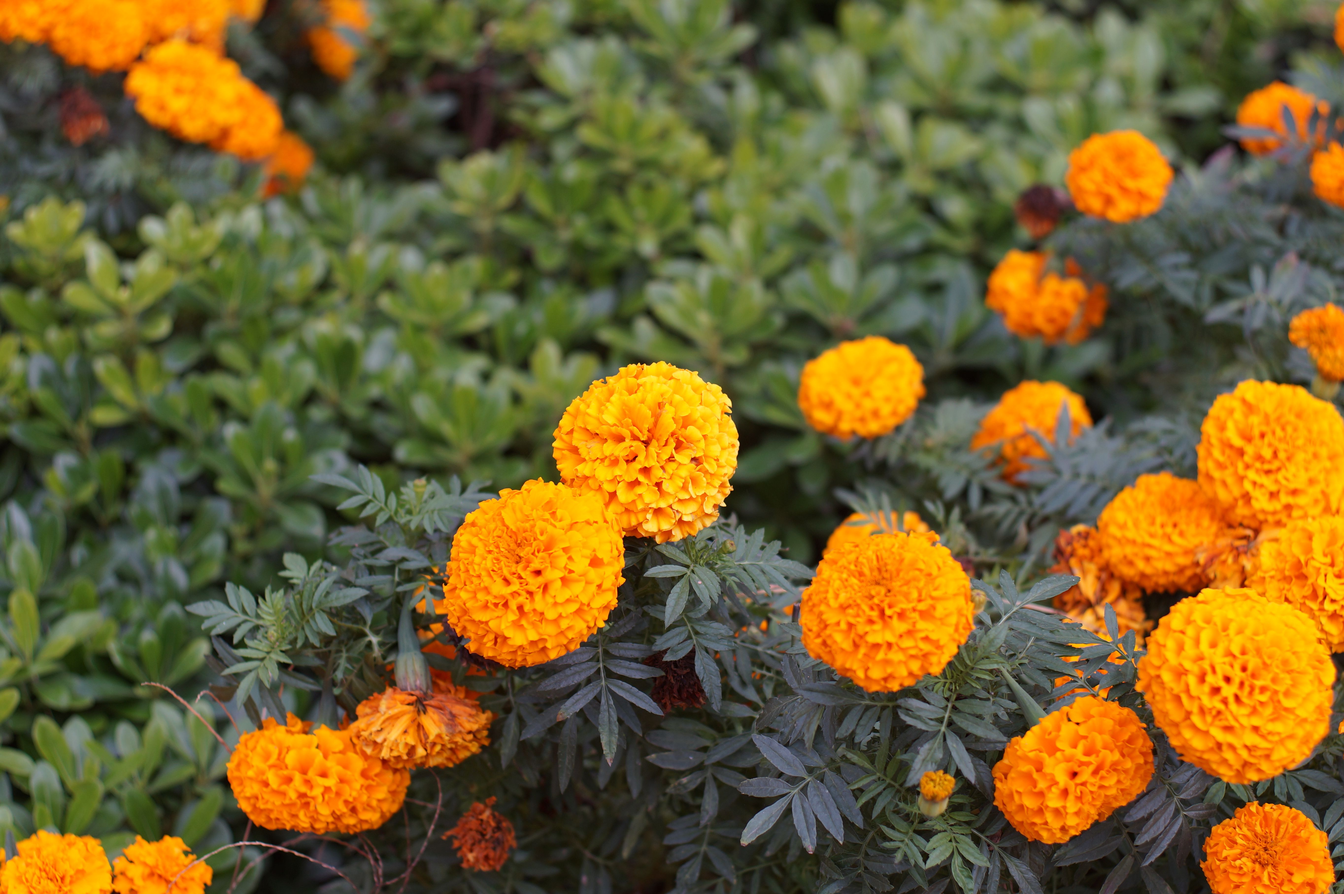 Bright orange marigold flowers in full bloom, captured in a lush Greek garden, showcasing nature's vivid beauty.