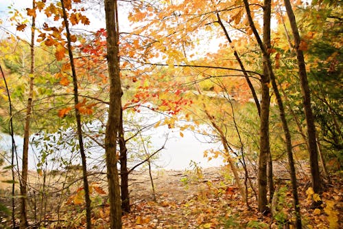 가을, 강, 경치가 좋은의 무료 스톡 사진