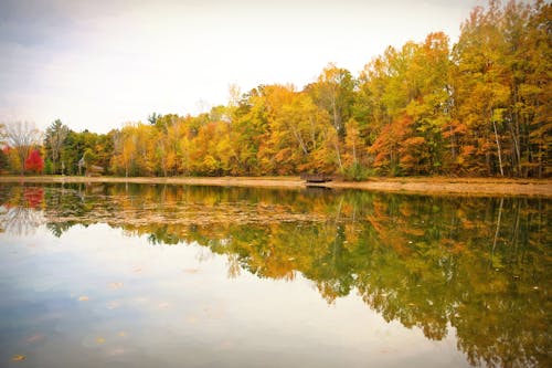 木, 水の反射, 湖の無料の写真素材
