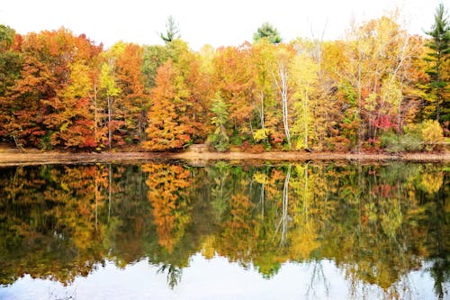 Colorful Forest on Lakeshore in Autumn