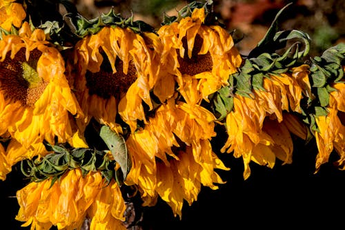 꽃, 노란 꽃, 식물군의 무료 스톡 사진