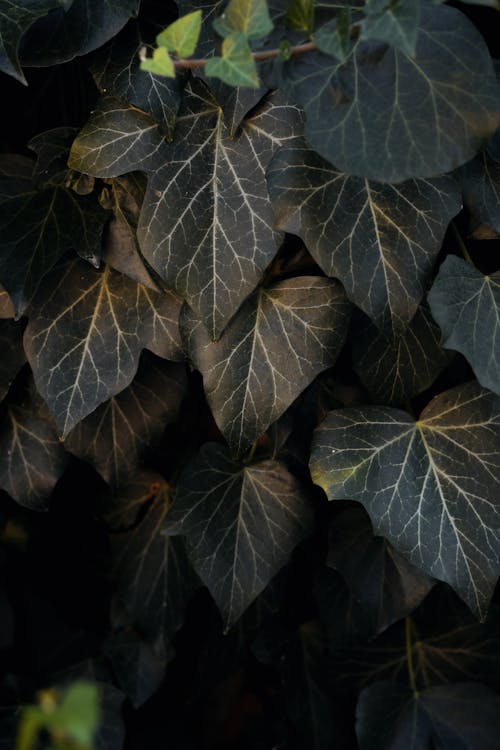 Close-Up Photograph of Ivy Leaves