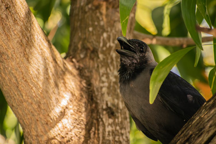 Black Crow On A Tree Branch