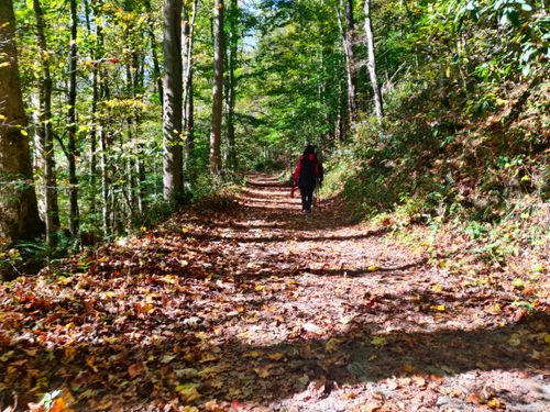 Free A person walking on a forest pathway surrounded by autumn foliage in Newport, NC. Stock Photo