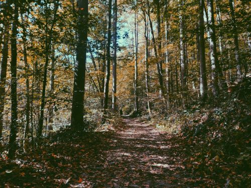 Free Autumn forest pathway in Newport, NC with falling leaves and sunlit trees. Stock Photo