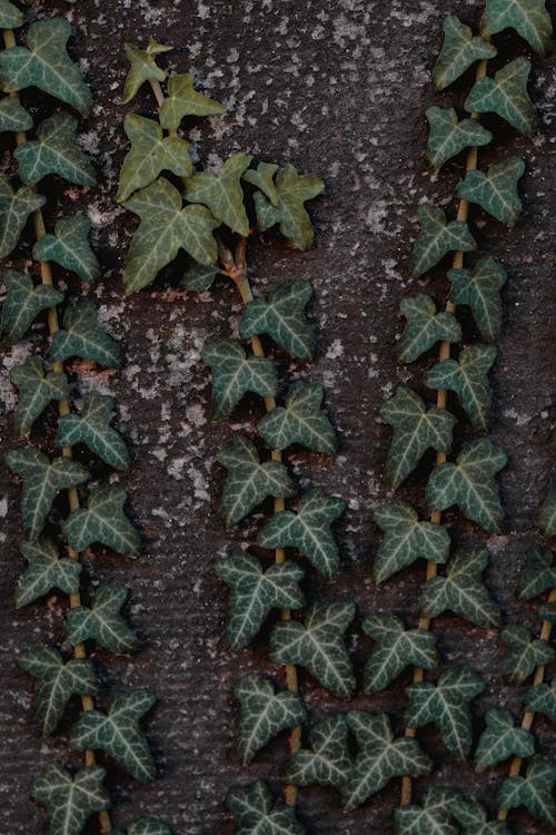 Free Plant with Green Leaves on Black Soil Stock Photo