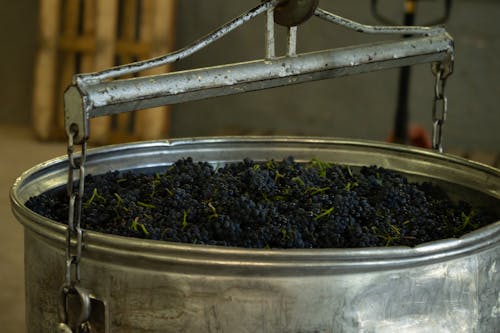 Metal bowl with fresh bunches of grapes for making delicious wine in winery