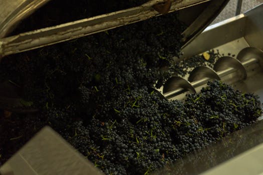 Grapes being processed in a winery machine, showcasing industrial wine production.
