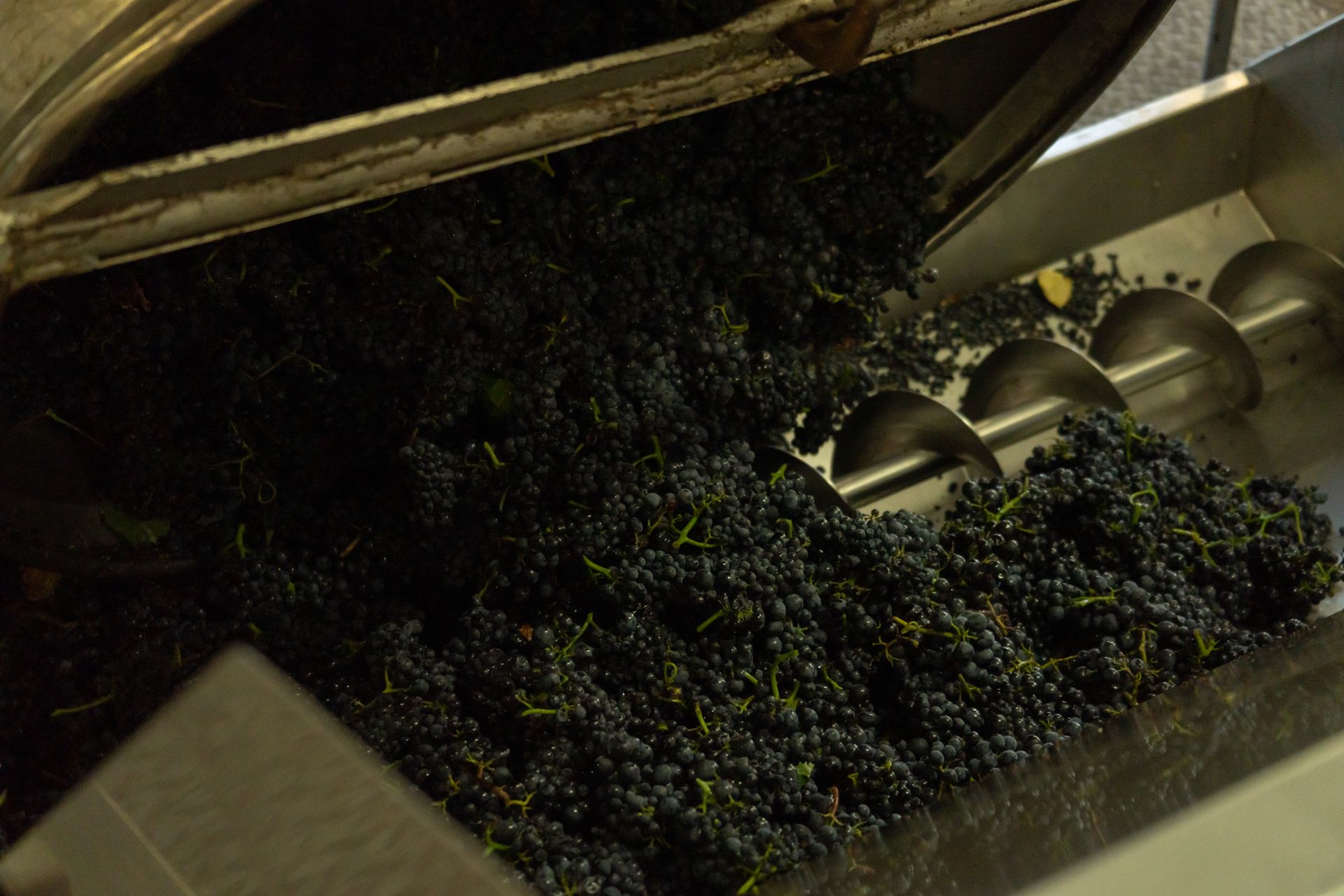 Process of making grape wine in factory