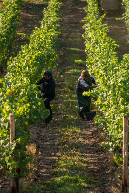 Two workers picking grapes in a vibrant vineyard, showcasing viticulture practices.