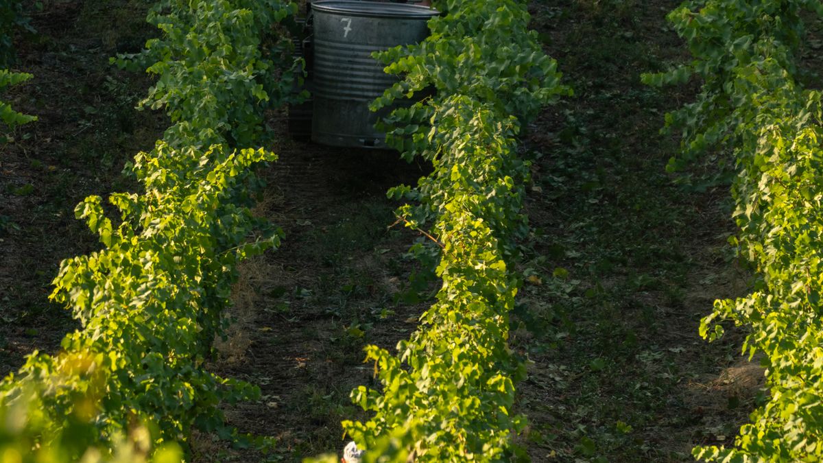 Les AOC de la Vallée du Rhône : focus sur les nouvelles générations de vignerons