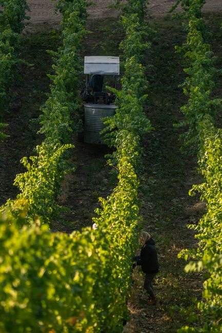 From above side view of anonymous farmer walking between plants growing in green vineyard