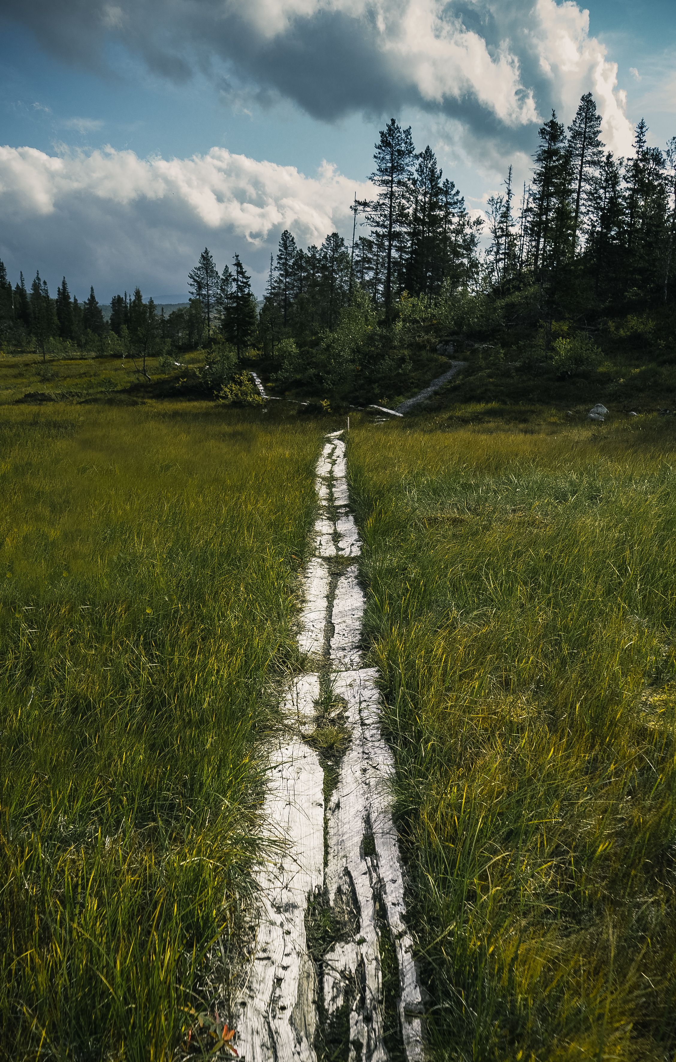 White stripe painted on green grass in meadow against high trees in woodland under cloudy sky