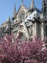 Cherry Blossoms in Front of Notre Dame Cathedral in Paris, France
