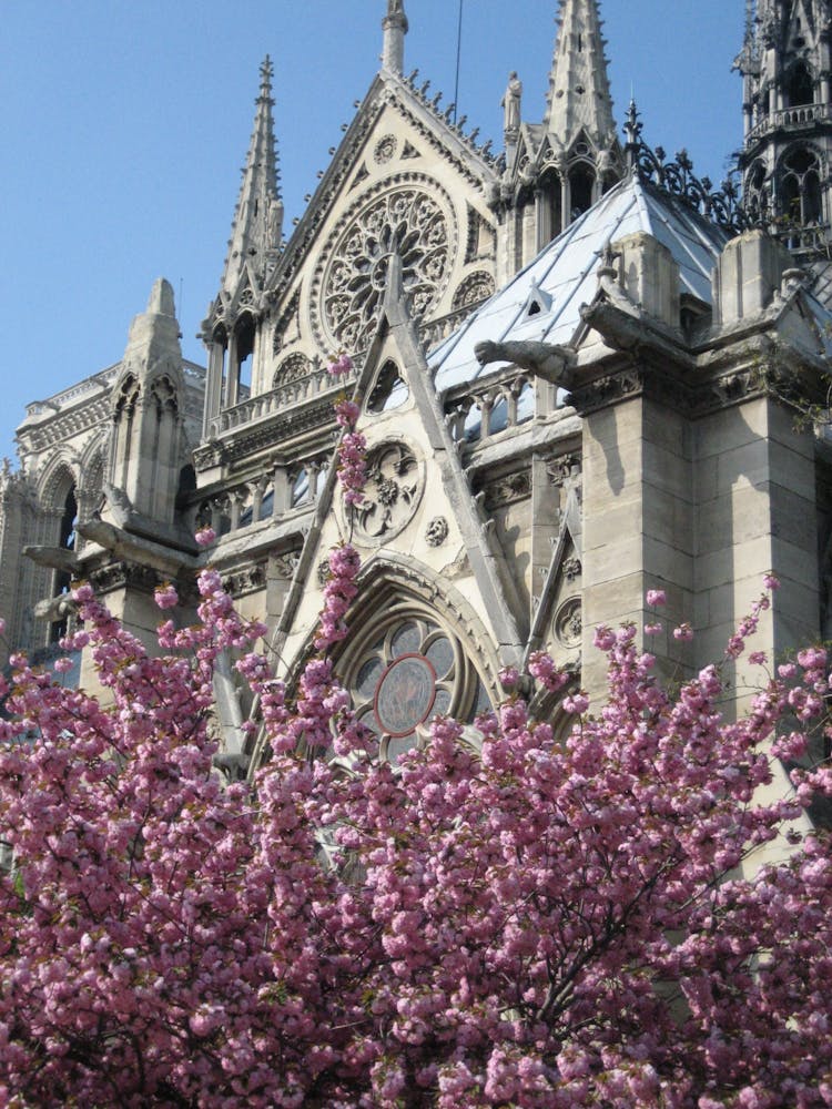 Cherry Blossoms In Front Of Notre Dame Cathedral In Paris, France