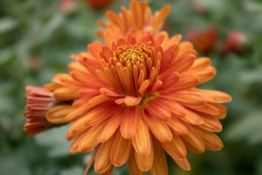 Close-up of a vibrant orange dahlia flower showcasing its delicate petals in natural light.