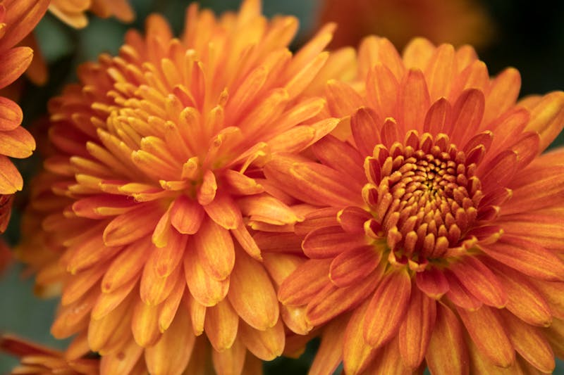 Vibrant chrysanthemums available at Heritage Hill Nursery garden center