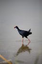 A Western Swamphen Walking on the Water