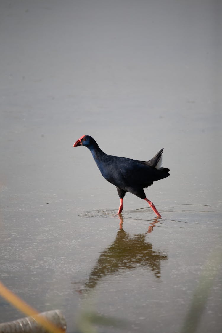 A Western Swamphen Walking On The Water