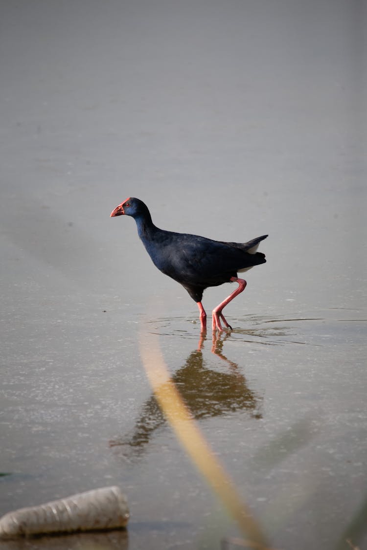 Western Swamphen On The Water