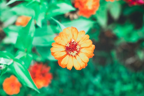 Close-up View of Red Flower