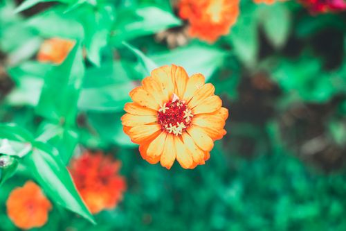 Free Bright and colorful close-up of a vibrant orange Zinnia flower, showcasing its vivid petals. Stock Photo