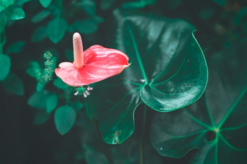 微妙, 植物群, 特写 的 免费素材图片