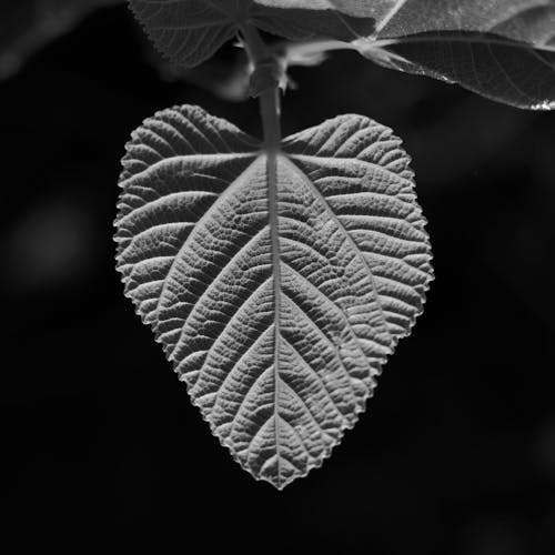 Texture lush leaf of plant