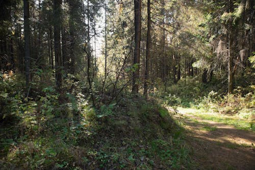 天性, 小徑, 森林 的 免费素材图片