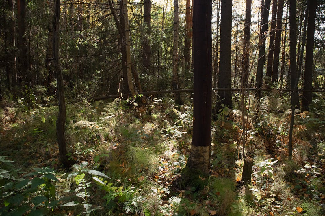 Brown Slim Trunks of Trees in the Woods