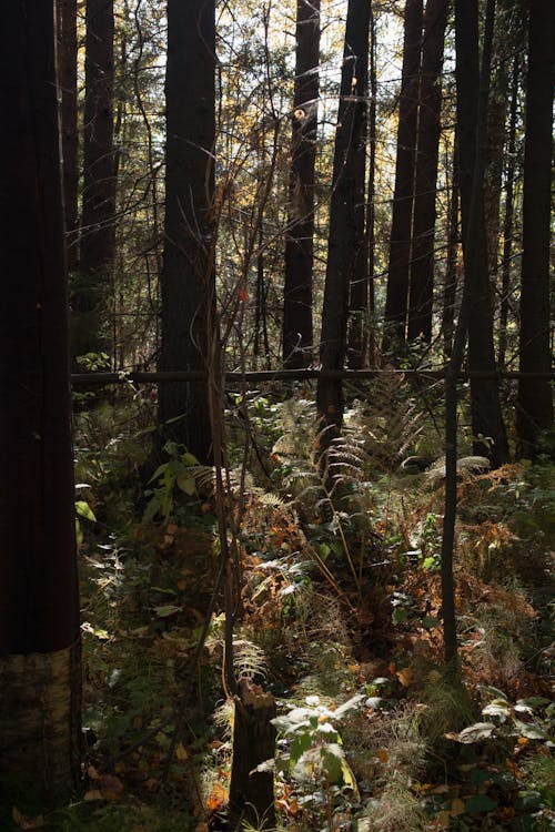 垂直ショット, 木, 森の中の無料の写真素材