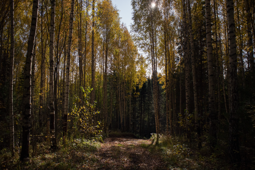 Free A tranquil dirt path through a birch tree forest during fall, showcasing natural beauty. Stock Photo