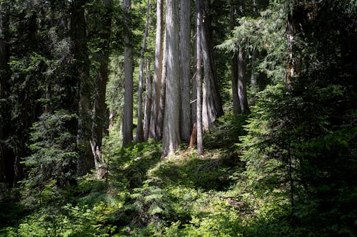 Tall Trees in the Dense Forest Forest
