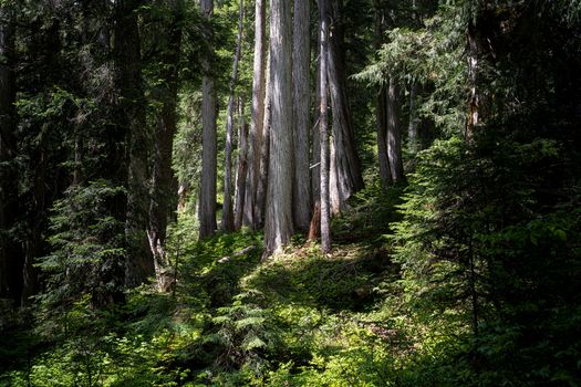 Tall Trees in the Dense Forest Forest