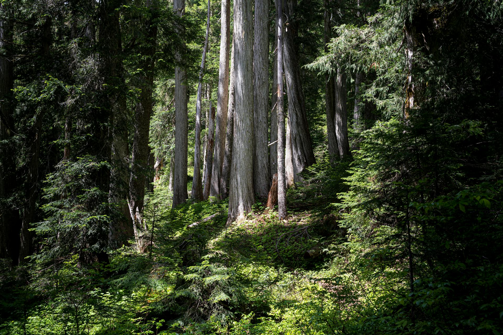 Lush forest with tall cedar trees in Washington state, USA.