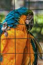 Bright blue and yellow Macaw parrot sitting on metal fence against blurred green plants in zoo in daytime