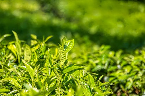 Free Fresh bushes of green tea with bright leaves growing in nature and illuminated by sunlight Stock Photo