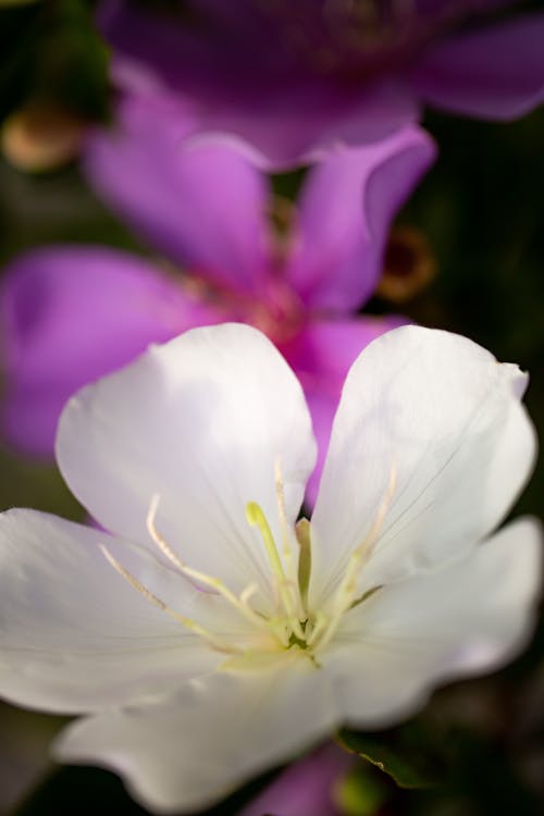 Imagine de stoc gratuită din alb, close-up extrem, floare