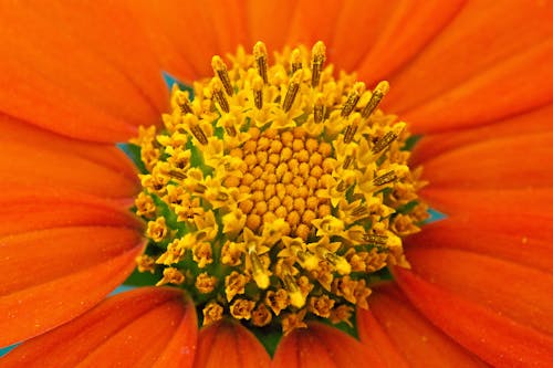 Kostnadsfri bild av apelsin, blomfotografi, blomma
