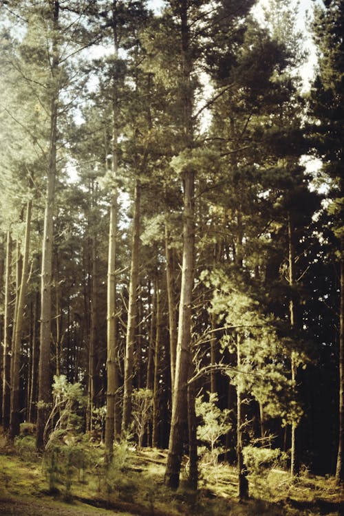 Fotos de stock gratuitas de bosque, brillante, calentar
