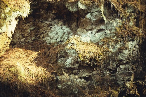 คลังภาพถ่ายฟรี ของ การถ่ายภาพ, ซีเปีย, ป่า