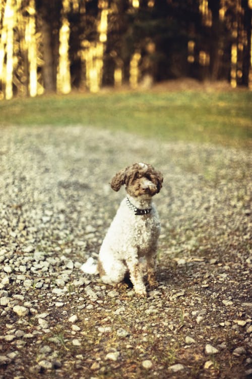 Foto profissional grátis de aquecido, brilhante, cachorro