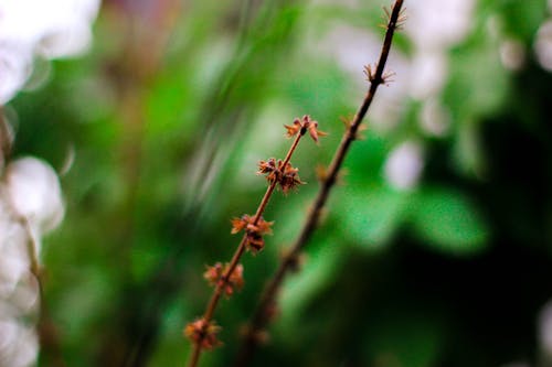 Close-up of Plant on Green Blur Background