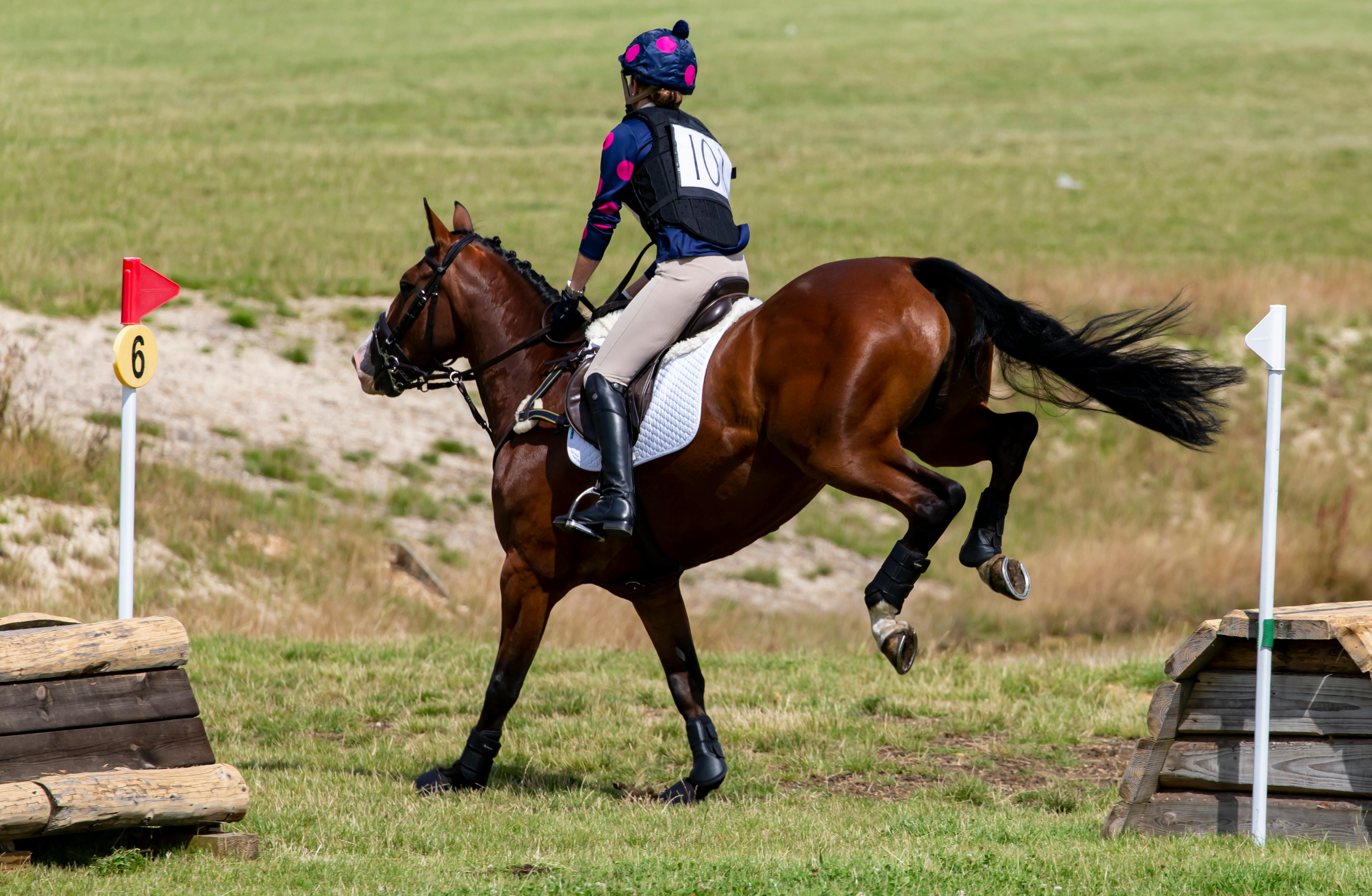 an equestrian in action