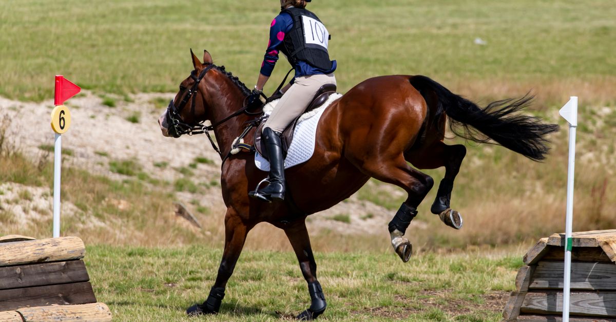 Esquestrian Rider An Equestrian in Action · Free Stock Photo
