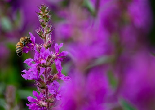 Free Macro Shot of a Bee Feeding on Flower's Nectar Stock Photo