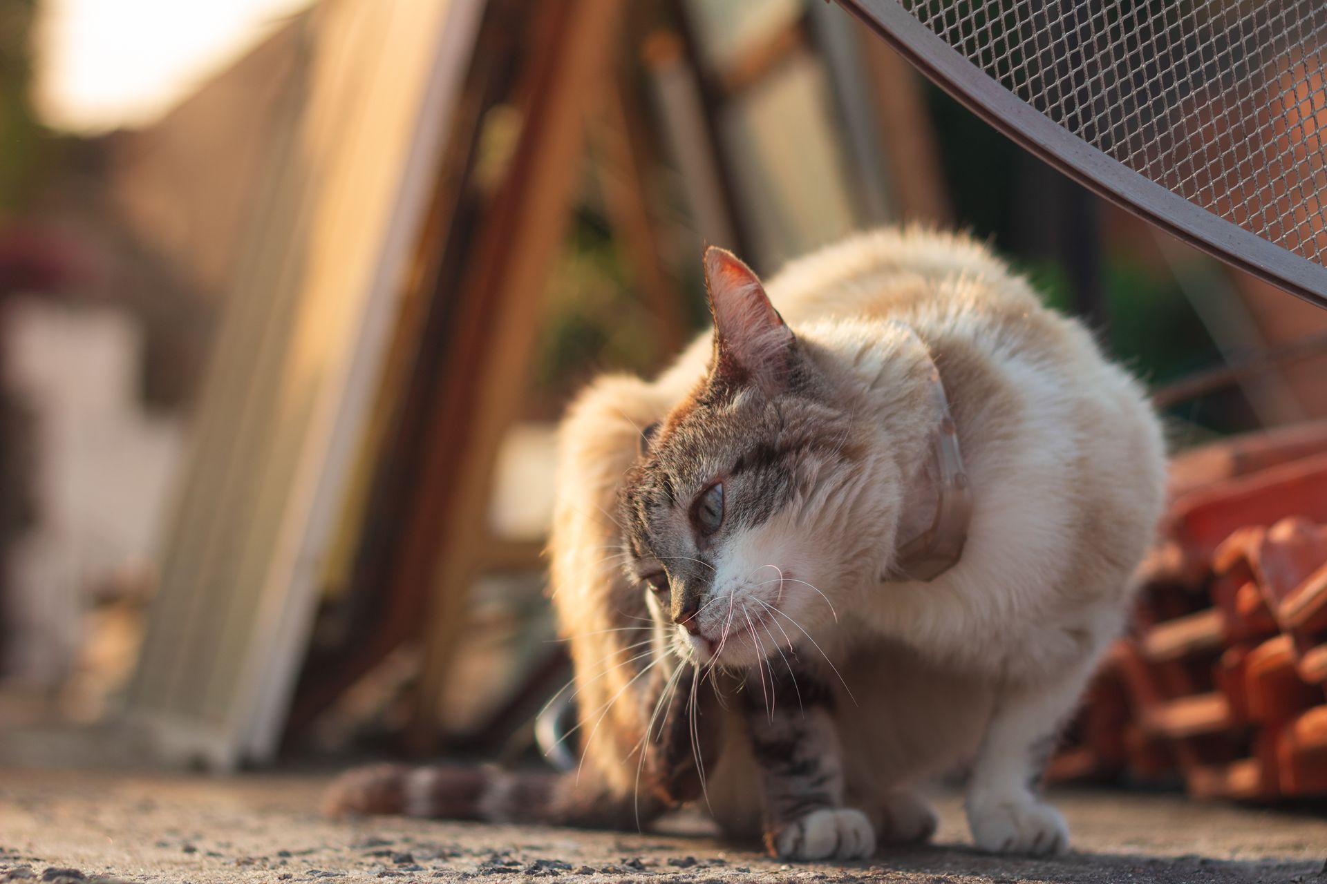 A cute domestic cat enjoying a sunny day outside, scratching its neck.