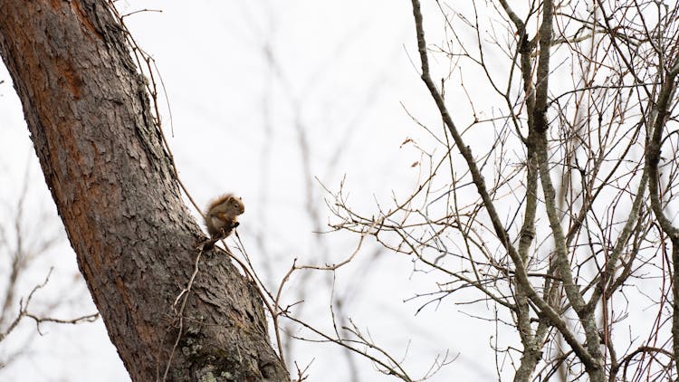 Squirrel Sitting On Tree Branch 