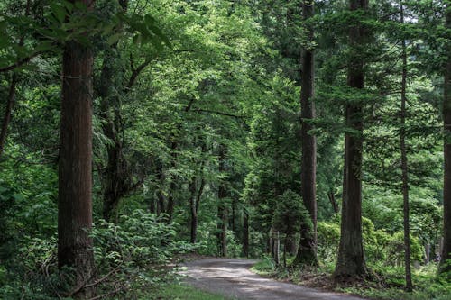 Immagine gratuita di alberi, ambiente, esterno