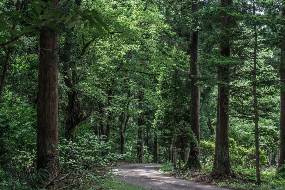 Forest path in Niigata surrounded by tall trees